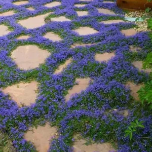 Blue Creeping Thyme Seeds - Ground Cover - 100 Seeds - Blue Flowering