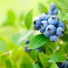 Blueberry Bush Live Plant - Mini Size - Sweet Blueberries Fruit Seedlings