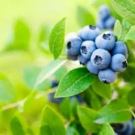Blueberry Bush Live Plant - Mini Size - Sweet Blueberries Fruit Seedlings