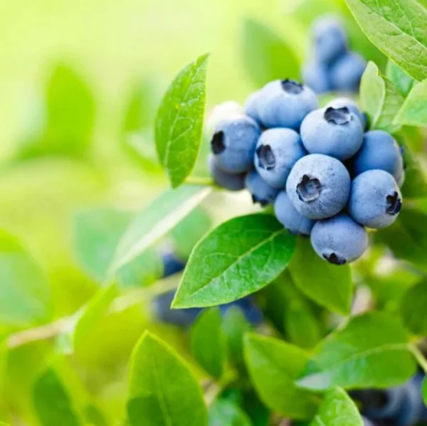 Blueberry Bush Live Plant - Mini Size - Sweet Blueberries Fruit Seedlings