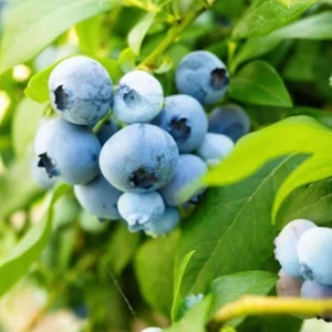 Blueberry Bush Live Plant - Mini Size - Sweet Blueberries Fruit Seedlings