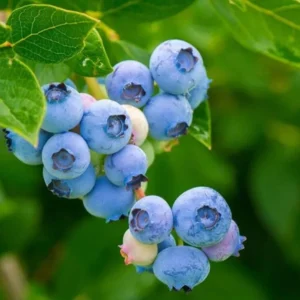 Blueberry Bush Live Plant - Mini Size - Sweet Blueberries Fruit Seedlings