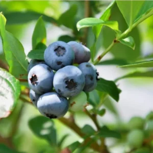 Blueberry Bush Live Plant - Mini Size - Sweet Blueberries Fruit Seedlings