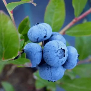 Blueberry Bush Live Plant - Mini Size - Sweet Blueberries Fruit Seedlings