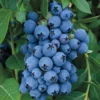 Blueberry Bush Live Plant - Sweet Blueberries Fruit Tree - 5-9 Inch Tall