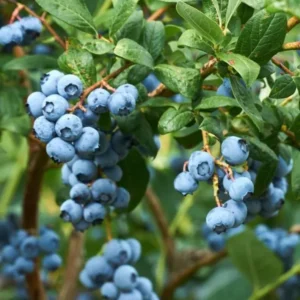 Blueberry Bush Live Plant - Sweet Blueberries Fruit Tree - 5-9 Inch Tall