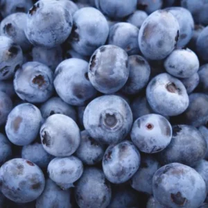 Blueberry Bush Live Plant - Sweet Blueberries Fruit Tree - 5-9 Inch Tall