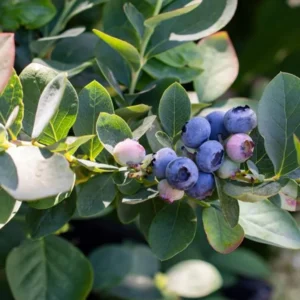 Blueberry Bush Live Plant - Sweet Blueberries Fruit Tree - 5-9 Inch Tall