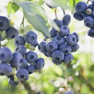 Blueberry Bush Live Plant - Sweet Blueberries Fruit Tree - 5-9 Inch Tall