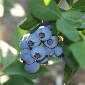 Blueberry Plant Live for Planting - 1-2 Year Old Blueberry Bush - Large Berries