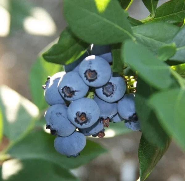 Blueberry Plant Live for Planting - 1-2 Year Old Blueberry Bush - Large Berries