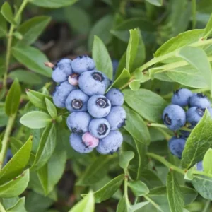 Blueberry Plant Live for Planting - 1-2 Year Old Blueberry Bush - Large Berries