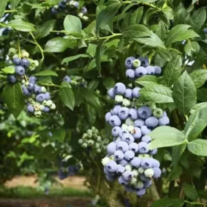 Blueberry Plant Live for Planting - 1-2 Year Old Blueberry Bush - Large Berries