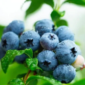 Blueberry Plant Live for Planting - 1-2 Year Old Blueberry Bush - Large Berries