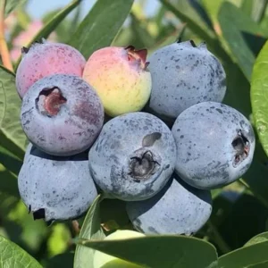 Blueberry Plant Live for Planting - 1-2 Year Old Blueberry Bush - Large Berries