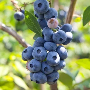 Blueberry Plant Live for Planting - 1-2 Year Old Blueberry Bush - Large Berries