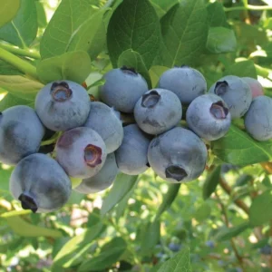 Blueberry Plant Live for Planting - 1-2 Year Old Blueberry Bush - Large Berries