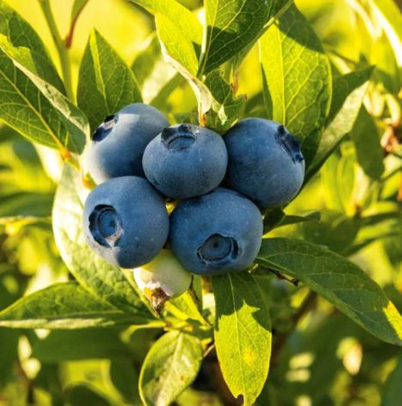 Blueberry Tree Live Plant - Sweet Blueberry Bush - Large Fruit Bareroot