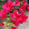 Bougainvillea Flame Plant Set - Live Flowering Vine 4-8 Inches, Climbing Plant
