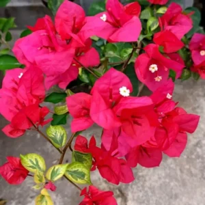 Bougainvillea Flame Plant Set - Live Flowering Vine 4-8 Inches, Climbing Plant