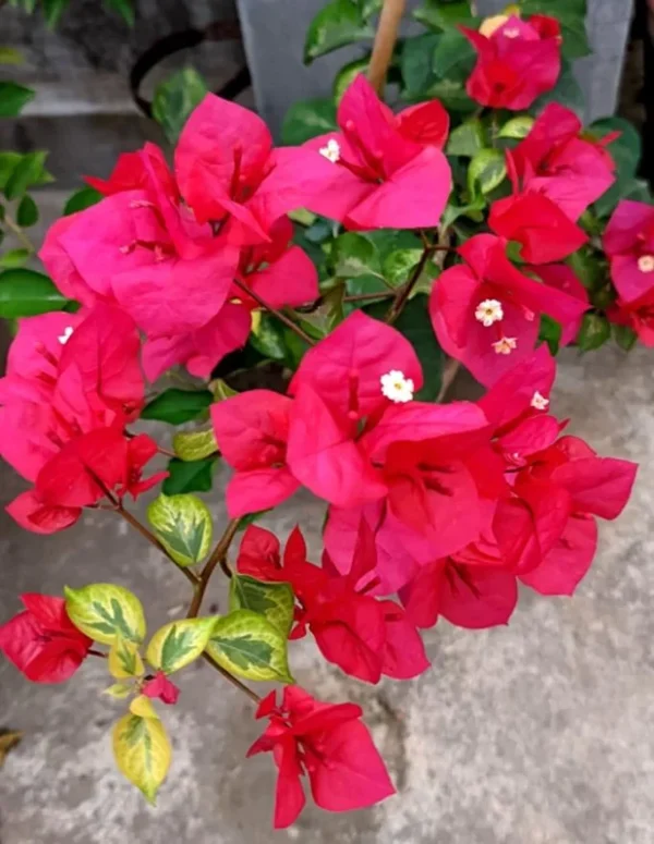 Bougainvillea Flame Plant Set - Live Flowering Vine 4-8 Inches, Climbing Plant