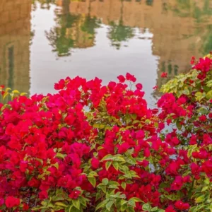 Bougainvillea Flame Plant Set - Live Flowering Vine 4-8 Inches, Climbing Plant