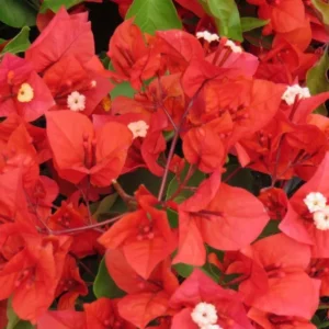 Bougainvillea Flame Plant Set - Live Flowering Vine 4-8 Inches, Climbing Plant