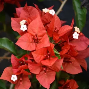 Bougainvillea Flame Plant Set - Live Flowering Vine 4-8 Inches, Climbing Plant