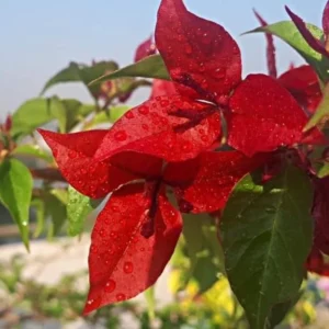 Bougainvillea Flame Plant Set - Live Flowering Vine 4-8 Inches, Climbing Plant