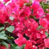 Bougainvillea Plant - 2 Pink Live Plants Rooted 4-6 Inches - Easy Growing