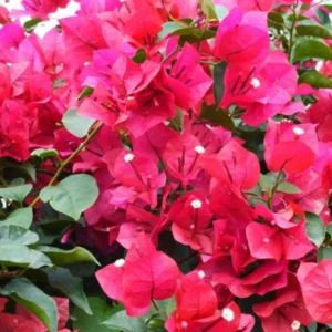 Bougainvillea Plant - 2 Pink Live Plants Rooted 4-6 Inches - Easy Growing