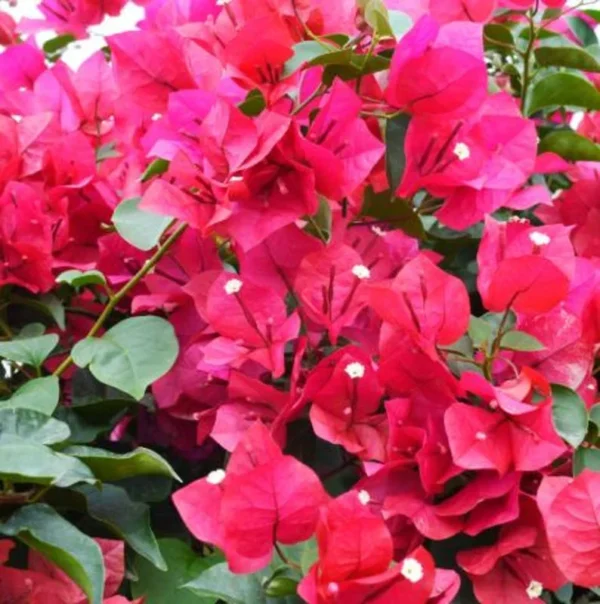 Bougainvillea Plant - 2 Pink Live Plants Rooted 4-6 Inches - Easy Growing