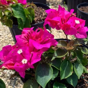 Bougainvillea Plant - 2 Pink Live Plants Rooted 4-6 Inches - Easy Growing