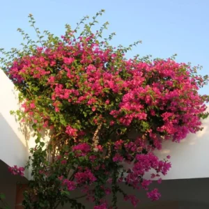 Bougainvillea Plant - 2 Pink Live Plants Rooted 4-6 Inches - Easy Growing