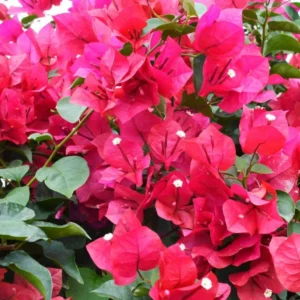 Bougainvillea Plant - 2 Pink Live Plants Rooted 4-6 Inches - Easy Growing