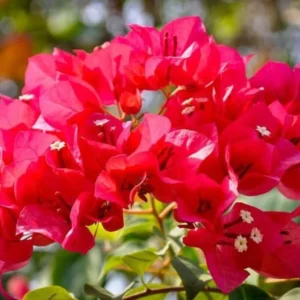 Bougainvillea Plant - 2 Pink Live Plants Rooted 4-6 Inches - Easy Growing