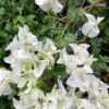Bougainvillea Plants Live Trailing Vines, 5-9" White Flowering, Outdoor Garden