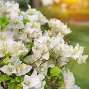 Bougainvillea Plants Live Trailing Vines, 5-9