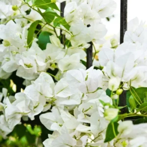 Bougainvillea Plants Live Trailing Vines, 5-9