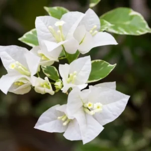 Bougainvillea Plants Live Trailing Vines, 5-9