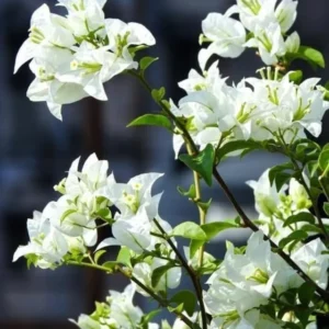 Bougainvillea Plants Live Trailing Vines, 5-9