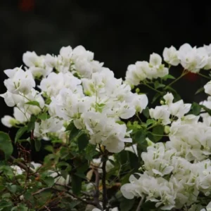 Bougainvillea Plants Live Trailing Vines, 5-9