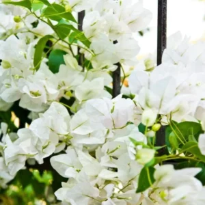 Bougainvillea Plants Live Trailing Vines, 5-9