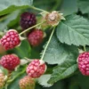 Boysenberry Plants Live - 2 Seedlings - Trailing Vine Fruit Plants