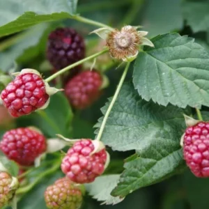 Boysenberry Plants Live - 2 Seedlings - Trailing Vine Fruit Plants