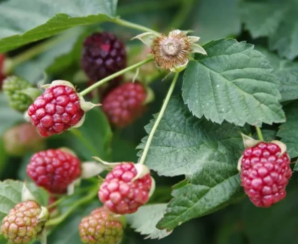 Boysenberry Plants Live - 2 Seedlings - Trailing Vine Fruit Plants