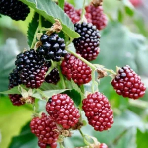 Boysenberry Plants Live - 2 Seedlings - Trailing Vine Fruit Plants