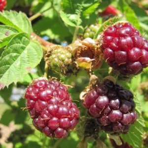 Boysenberry Plants Live - 2 Seedlings - Trailing Vine Fruit Plants
