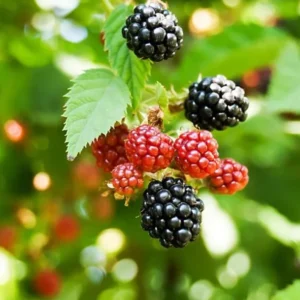 Boysenberry Plants Live - 2 Seedlings - Trailing Vine Fruit Plants