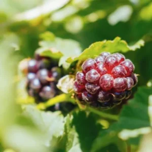 Boysenberry Plants Live - 2 Seedlings - Trailing Vine Fruit Plants